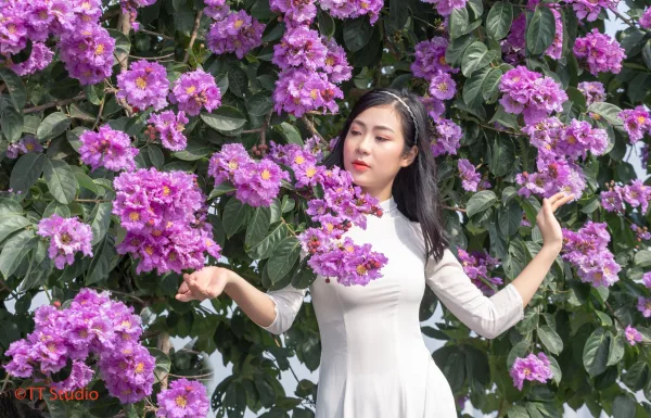 Chụp ảnh Hoa Bằng Lăng đẹp