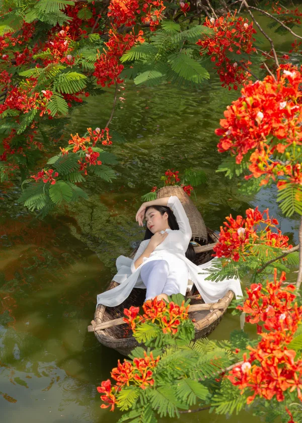 Ảnh Hoa Phượng