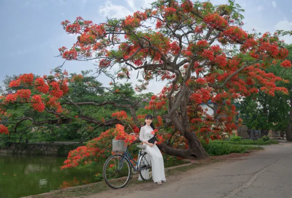 Ảnh Hoa Phượng