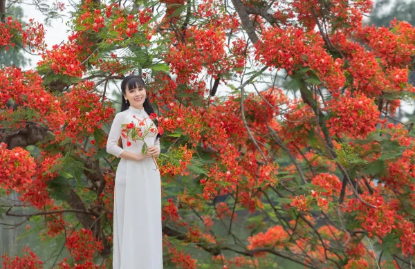 Ảnh Hoa Phượng