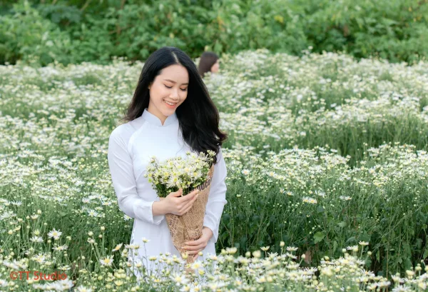 ảnh chụp cúc hoạ mi đẹp