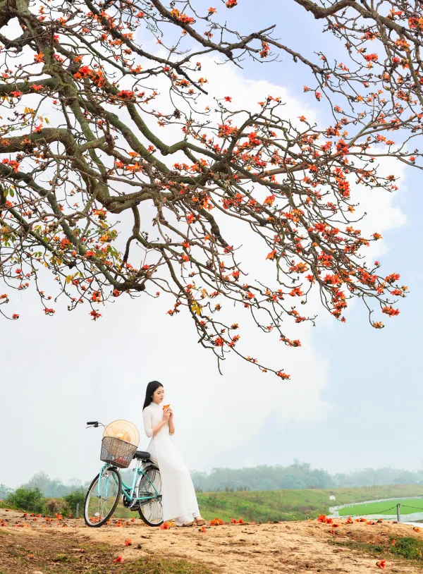 Ảnh hoa gạo đẹp