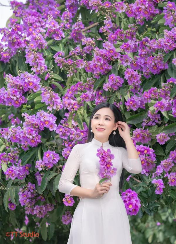 
Ảnh Hoa Bằng Lăng đẹp
