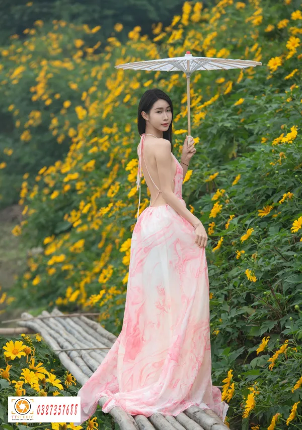 hoa dã quỳ đẹp