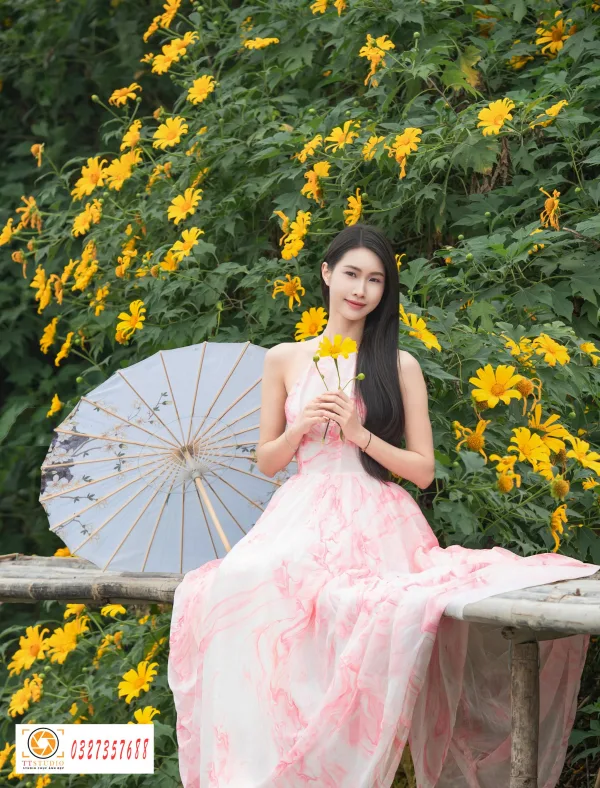hoa dã quỳ đẹp