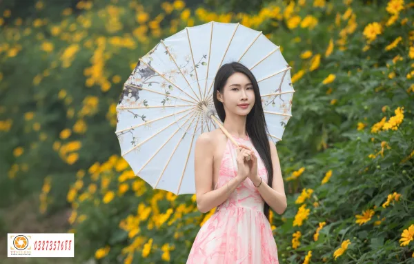 hoa dã quỳ đẹp