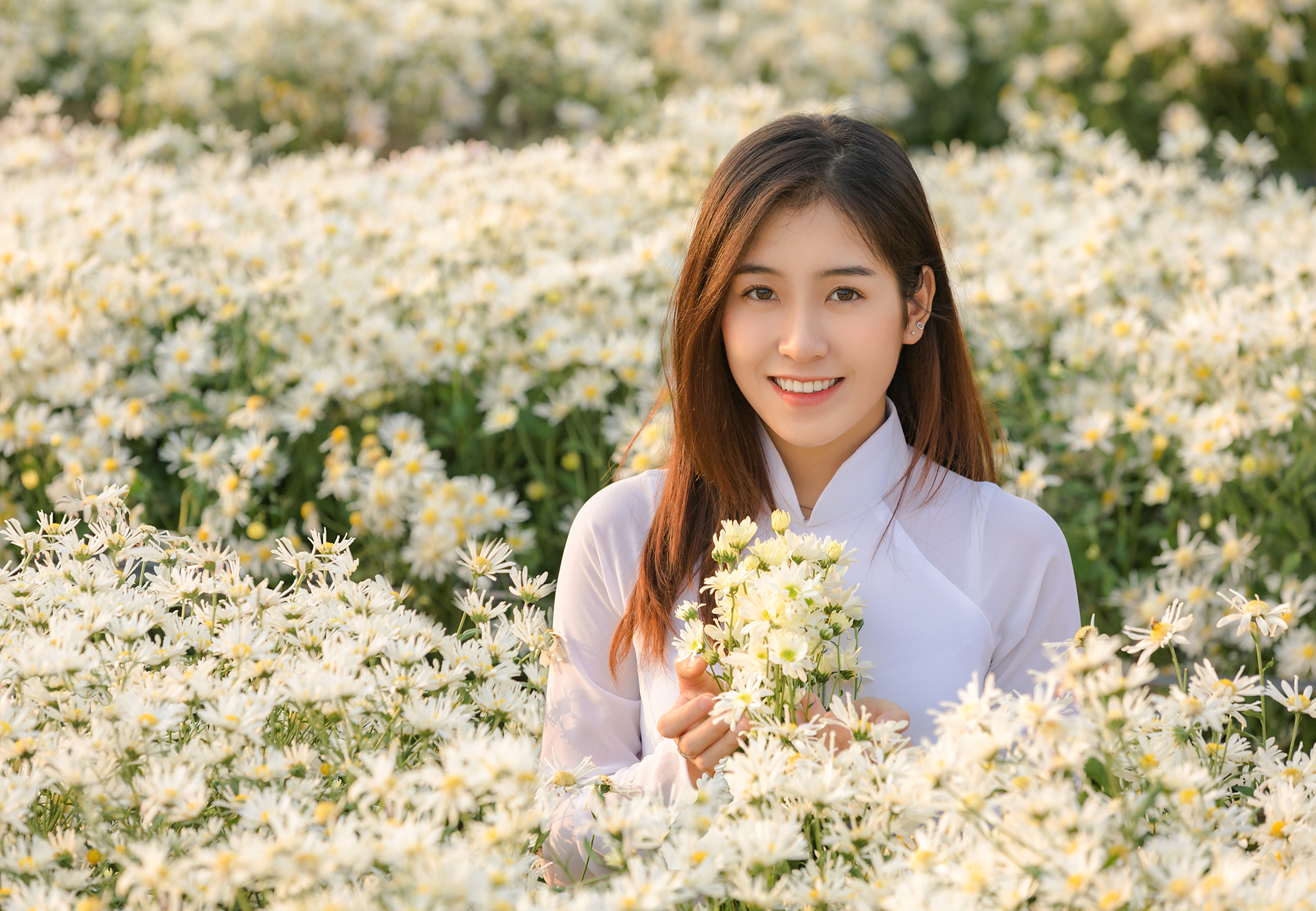 ảnh cúc họa mi