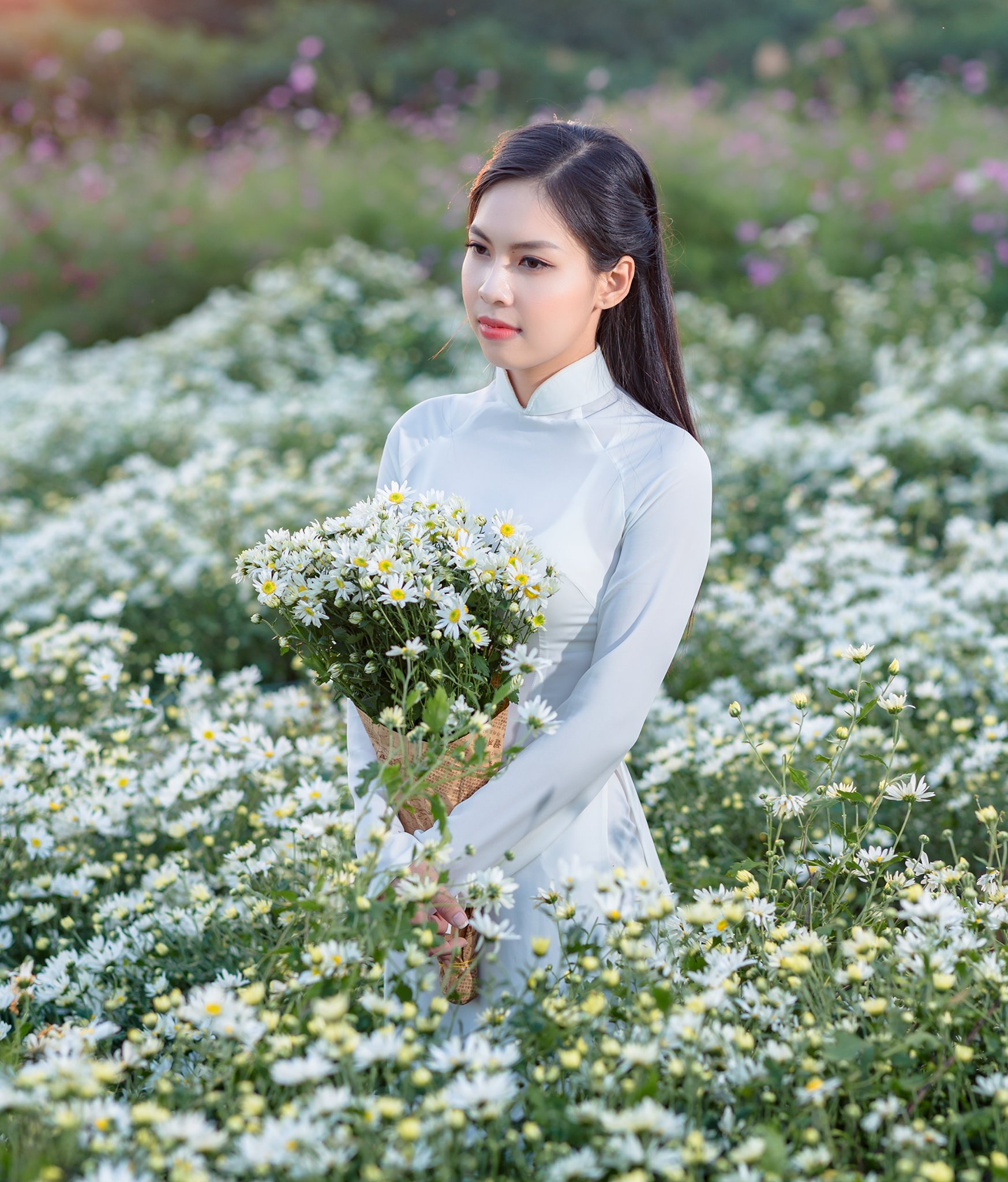 ảnh cúc hoạ mi đẹp