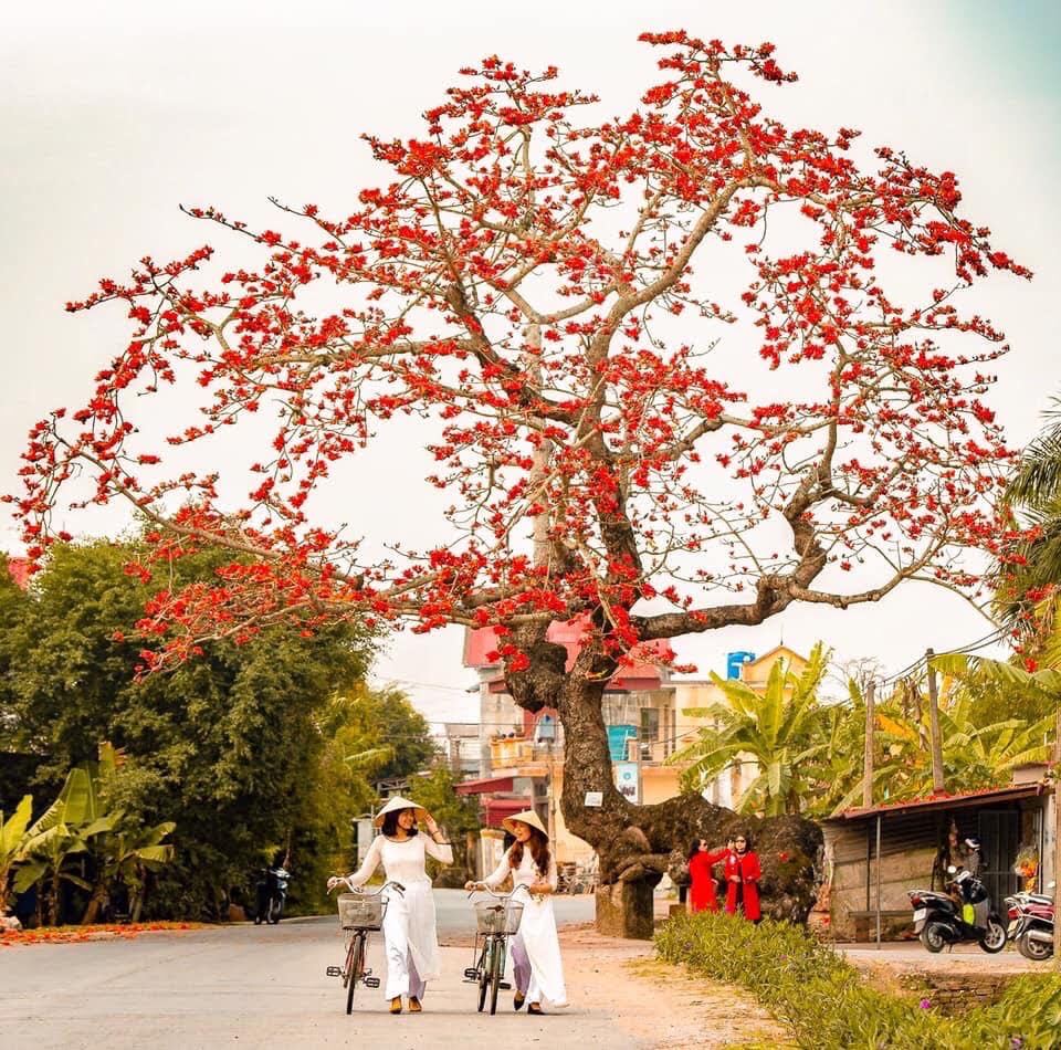 Cây gạo gật gù thái bình