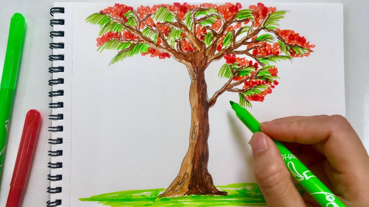 vẽ cây hoa phượng