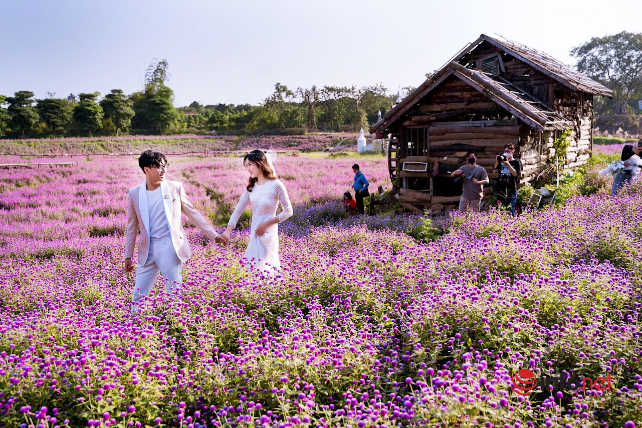 Thảo nguyên hoa long biên