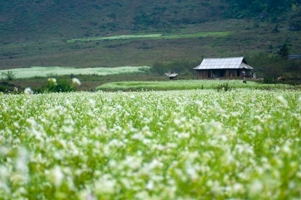 Mùa thu mộc châu