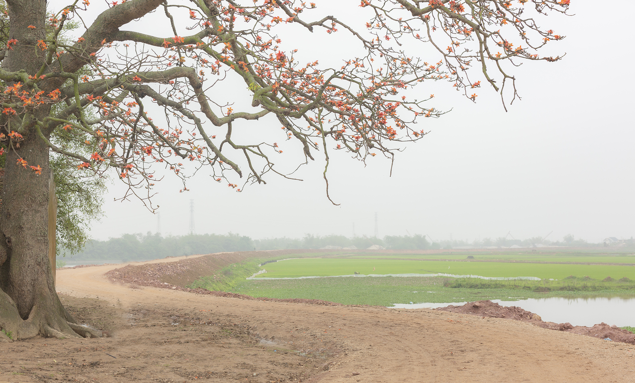 Hoa gạo miếu bà cô bác giang