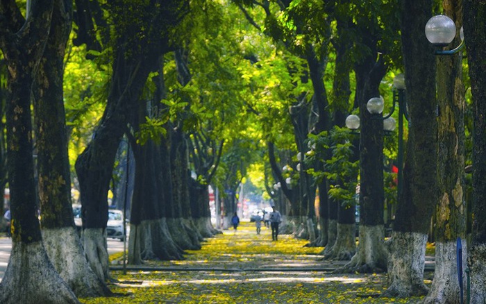 Hình ảnh mùa thu lá rụng