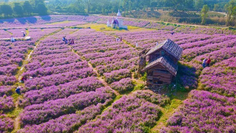 Thảo nguyên hoa long biên